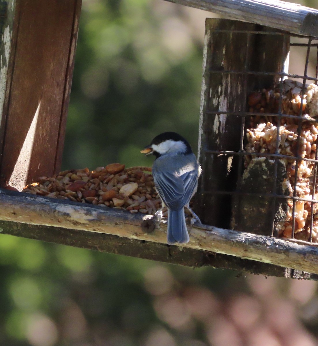 Carolina Chickadee - ML644674160