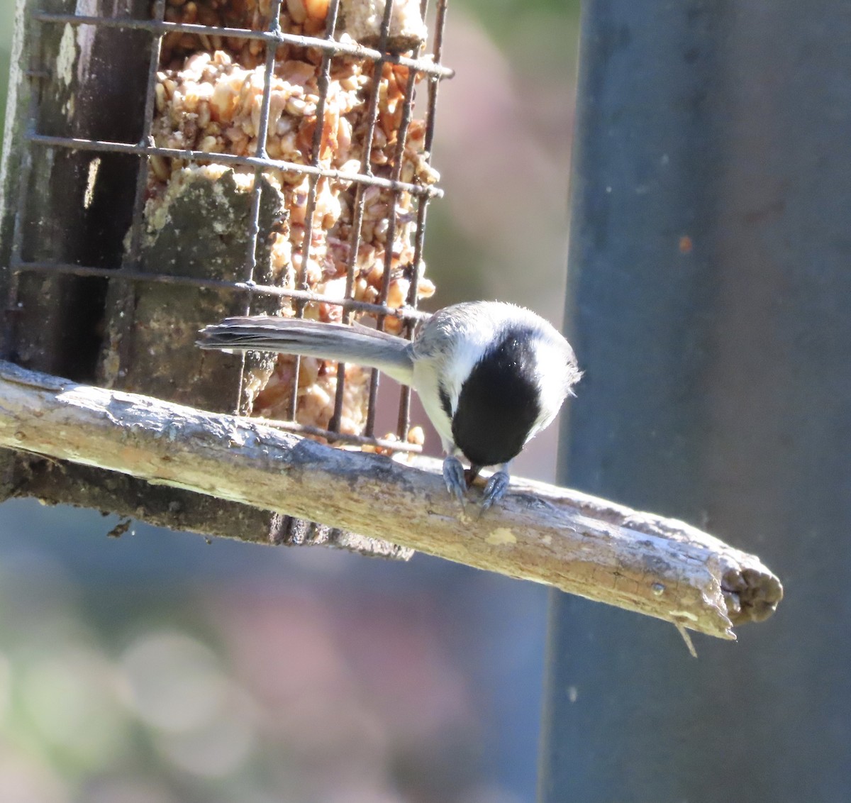 Carolina Chickadee - ML644674161