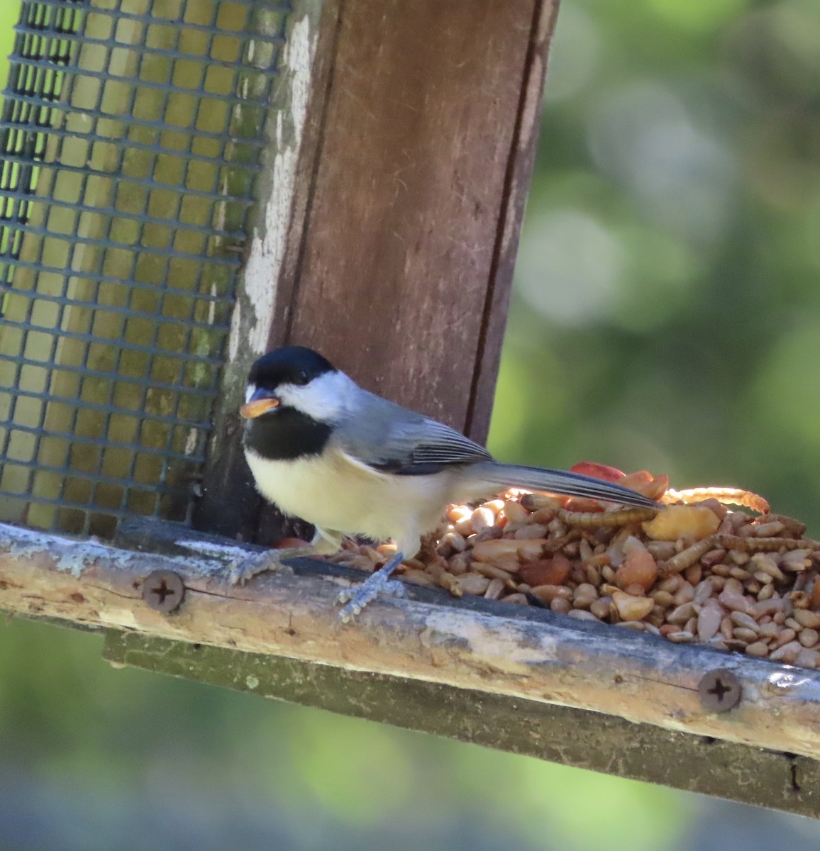 Carolina Chickadee - ML644674163