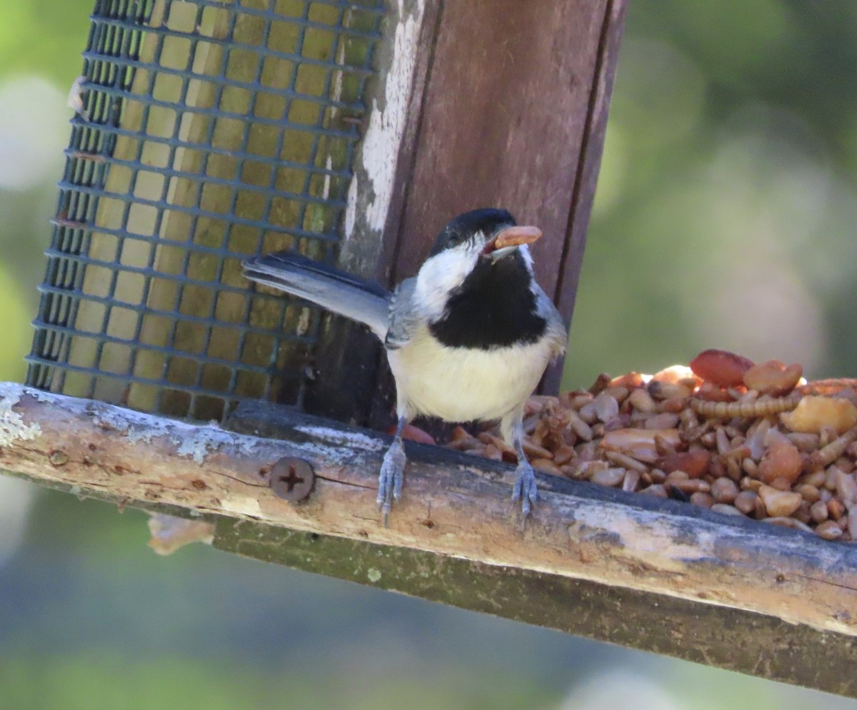 Carolina Chickadee - ML644674164