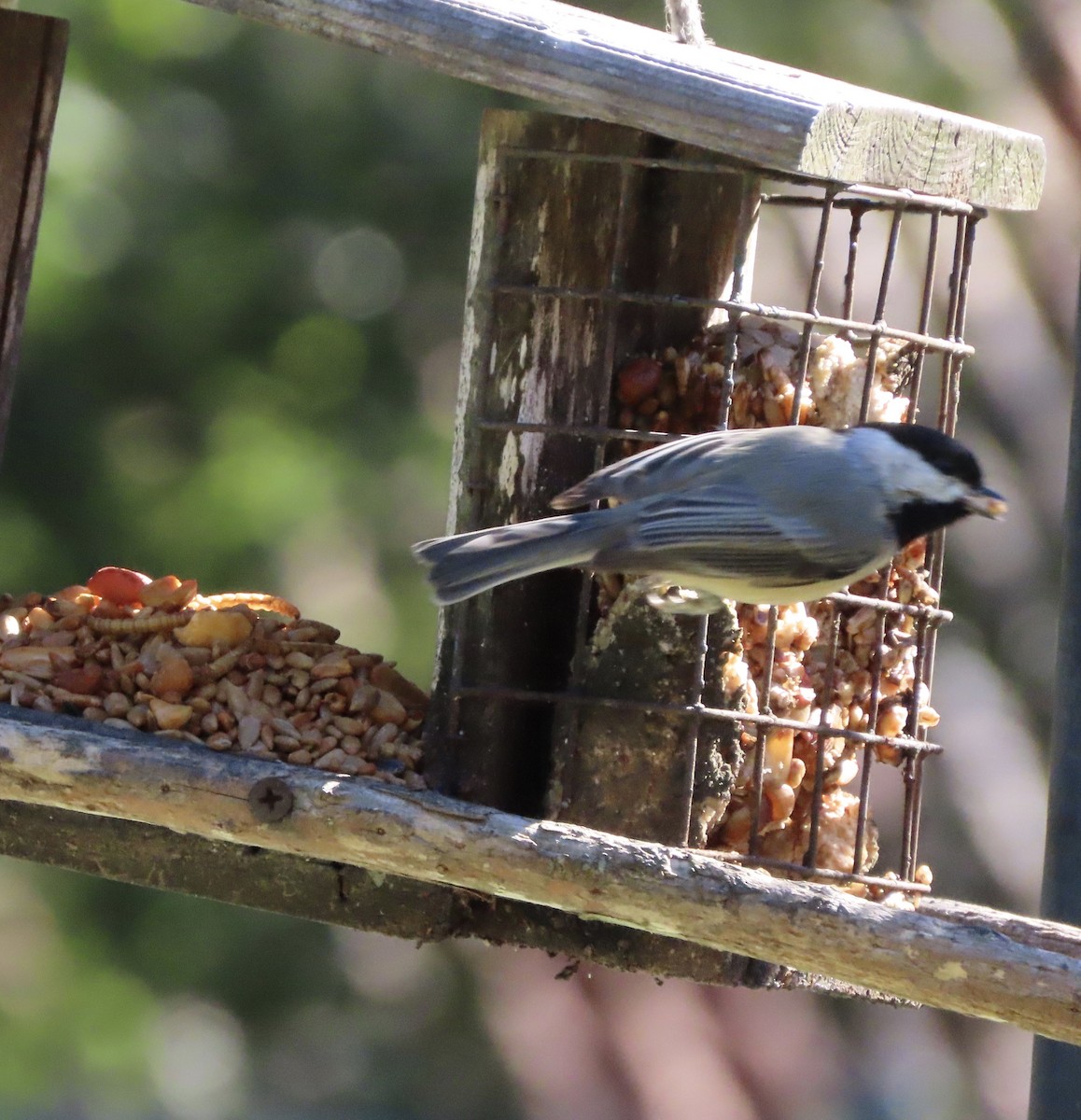 Carolina Chickadee - ML644674165