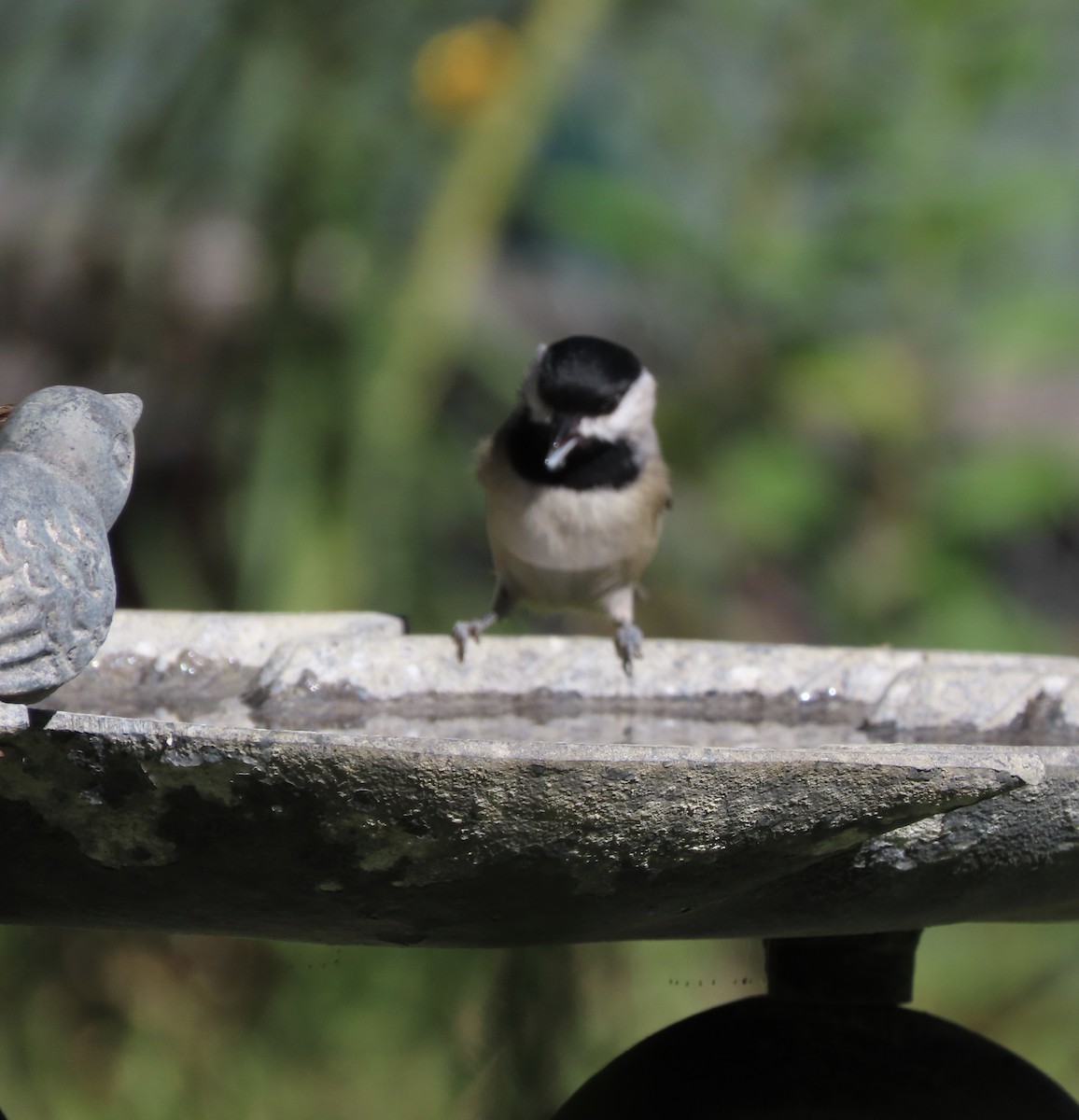 Carolina Chickadee - ML644674166