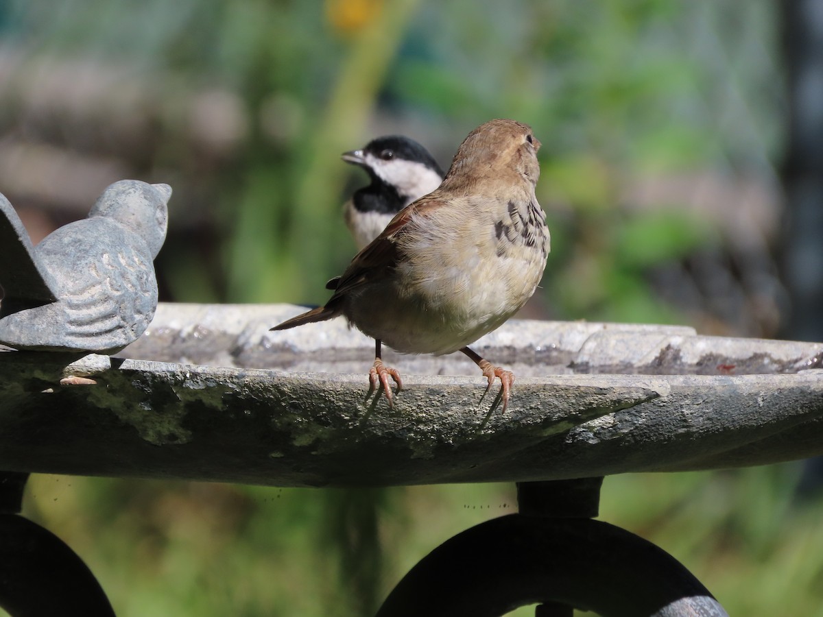 Carolina Chickadee - ML644674167