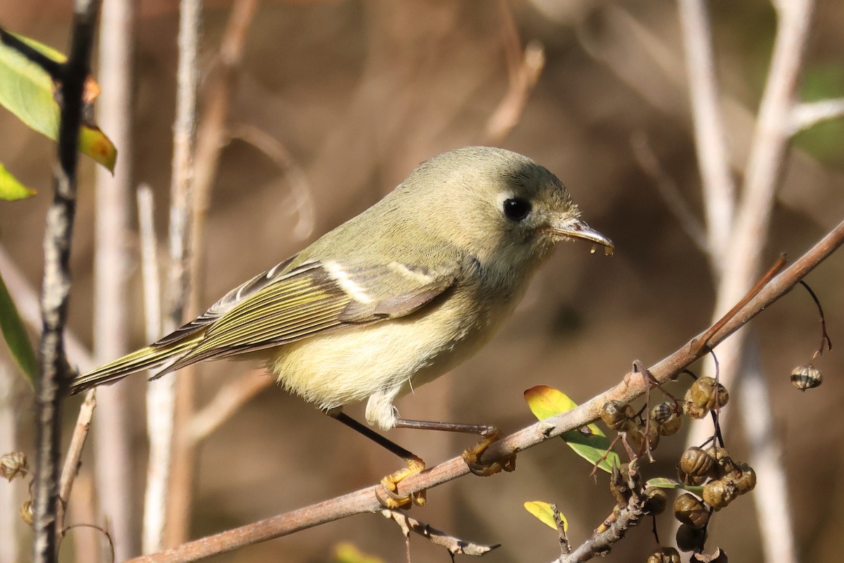 Ruby-crowned Kinglet - ML644674179
