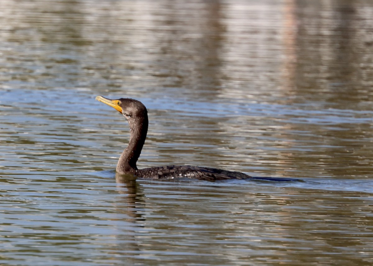 Double-crested Cormorant - ML644674183