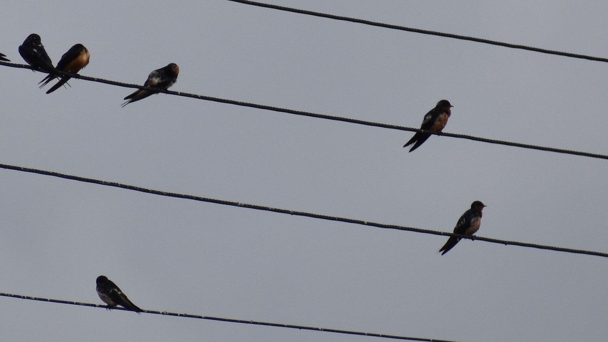 Ластівка сільська - ML644674185