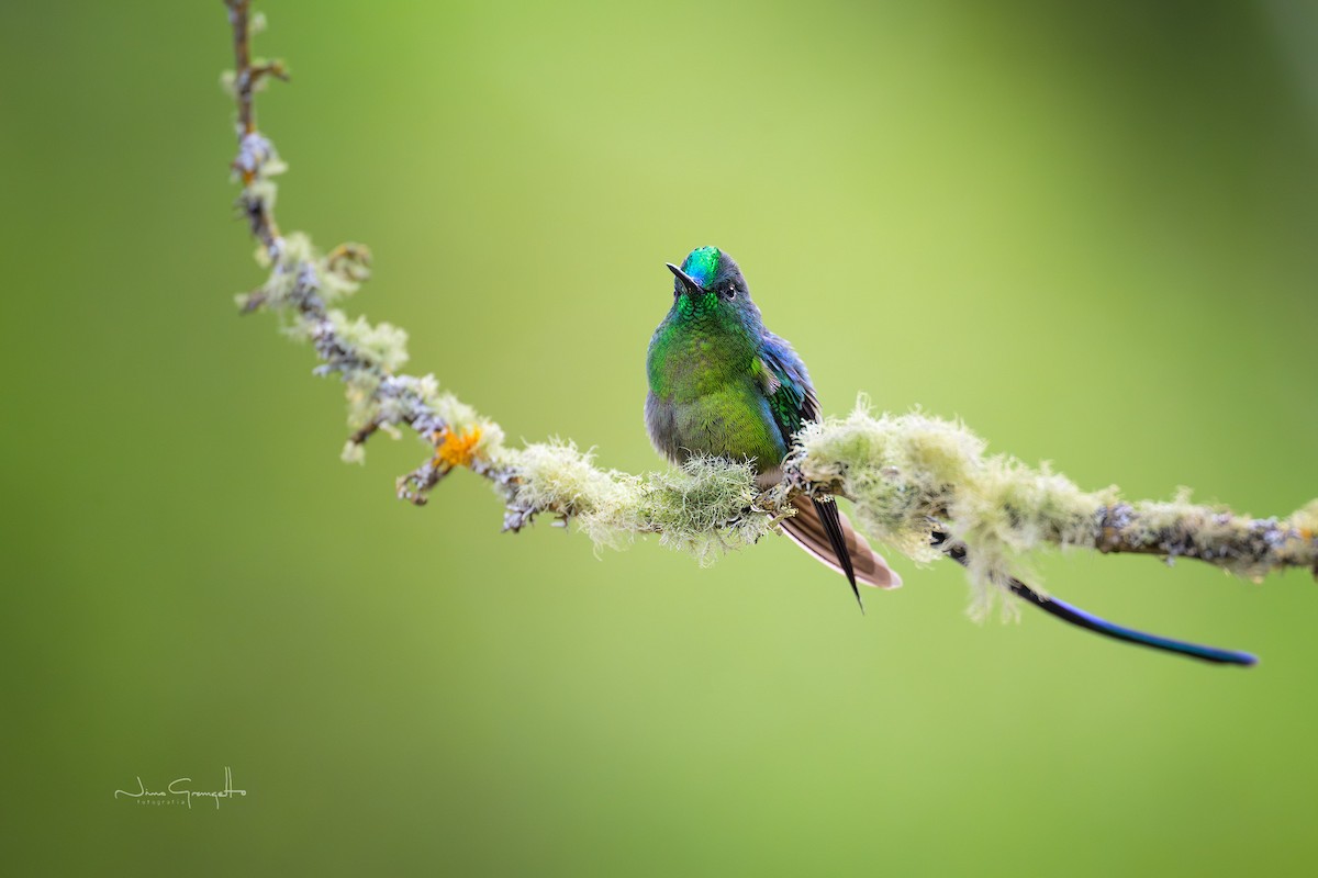 Long-tailed Sylph - ML644674191