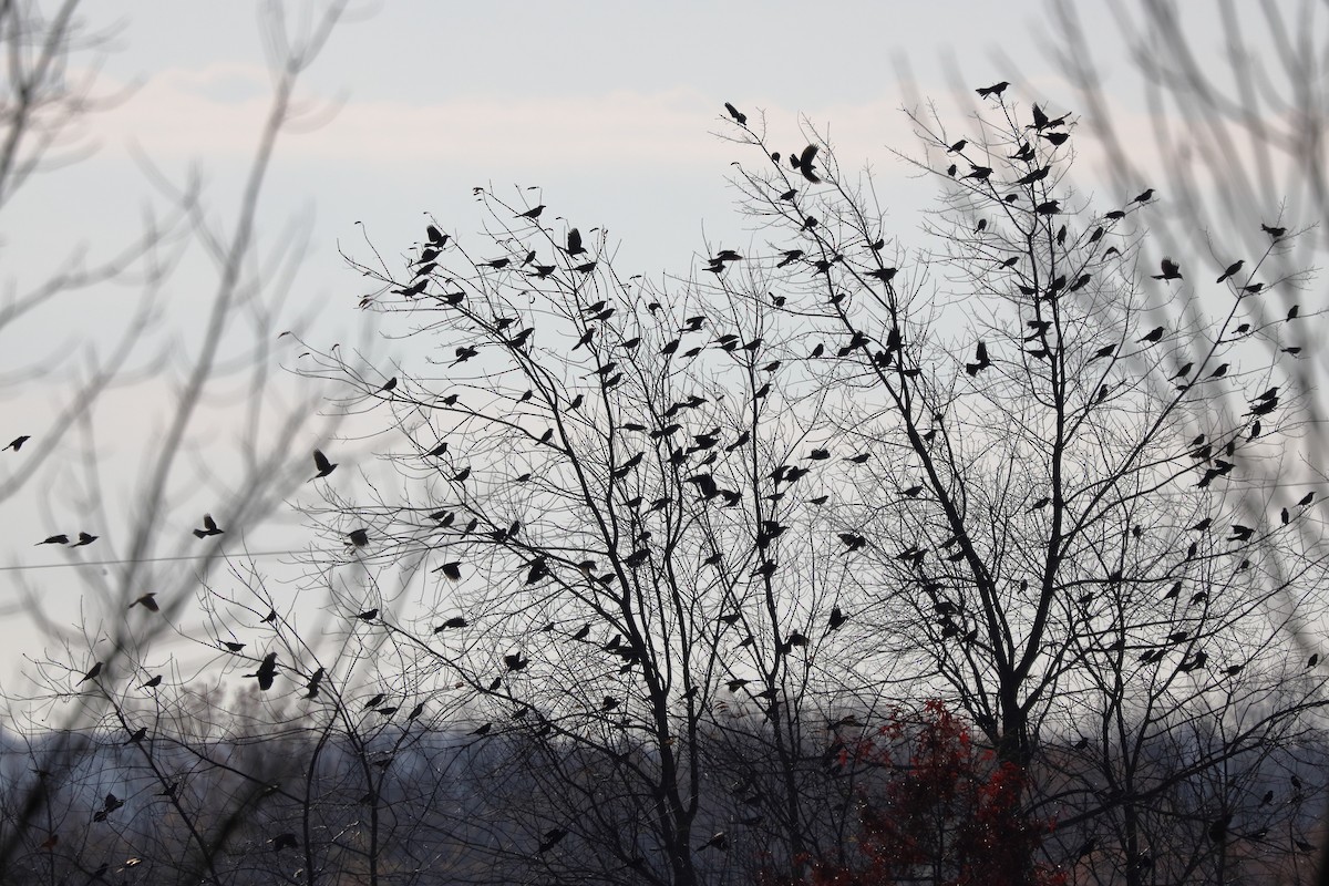 Icteridae sp. - ML644674192