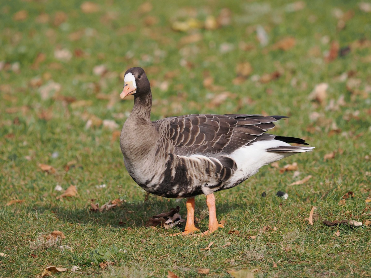 Greater White-fronted Goose - ML644674194