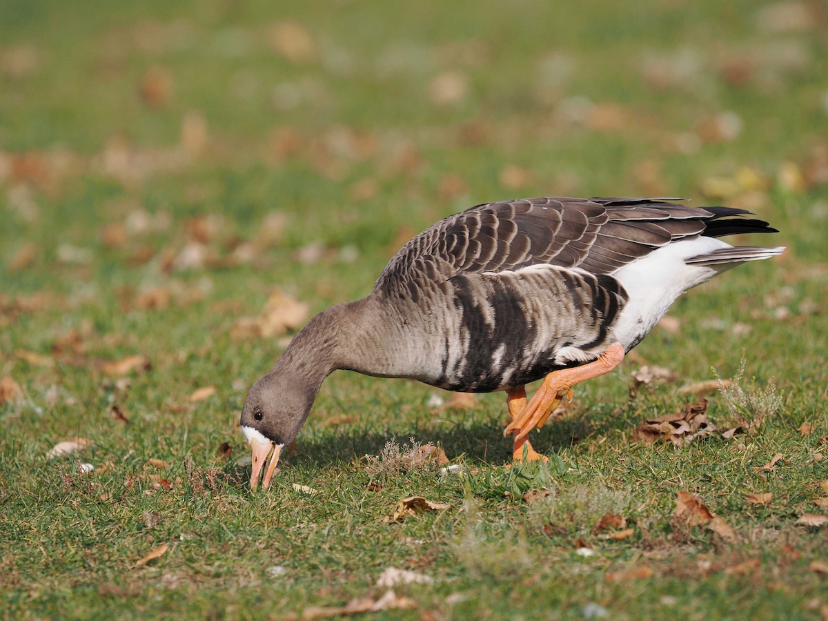 Greater White-fronted Goose - ML644674195