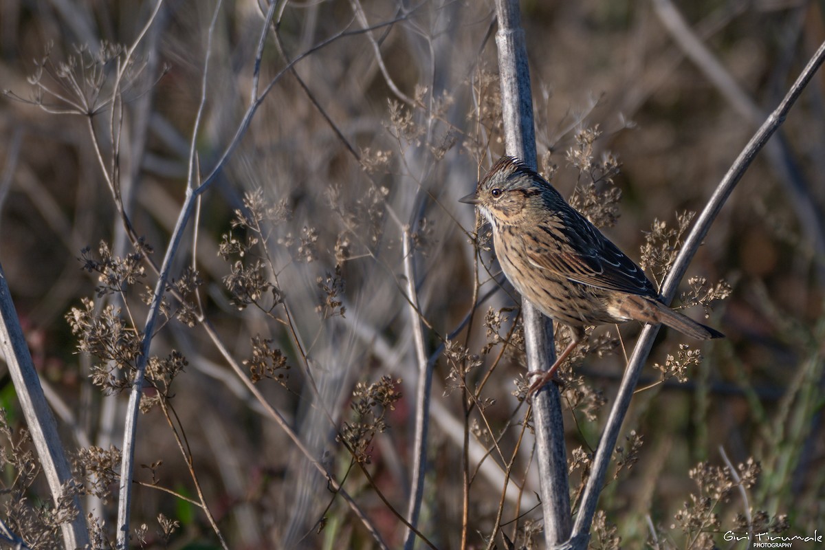 gråbrynspurv - ML644674200