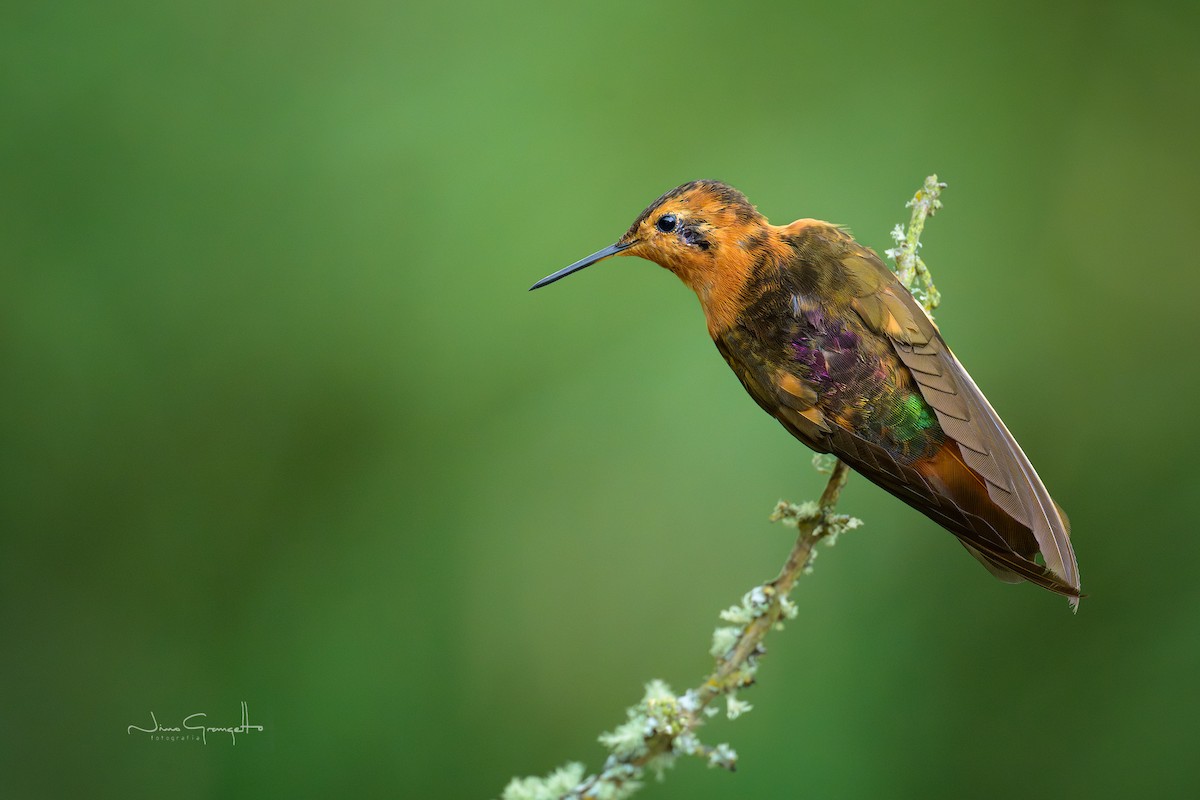 Shining Sunbeam - ML644674207