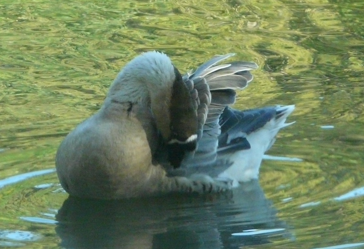 Ánsar Cisnal (variedad doméstica) - ML644674217