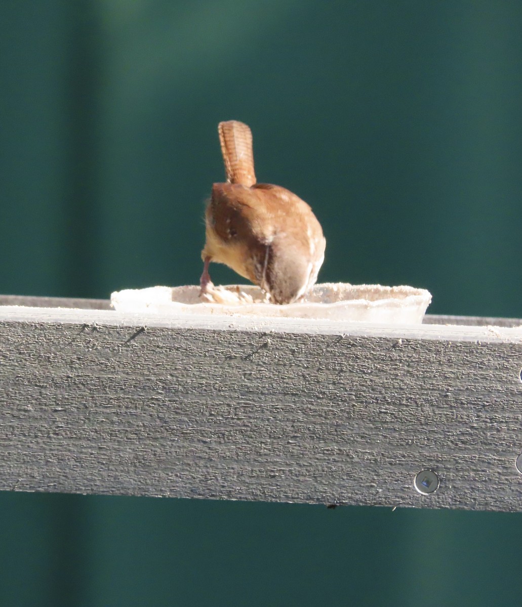 Carolina Wren - ML644674220