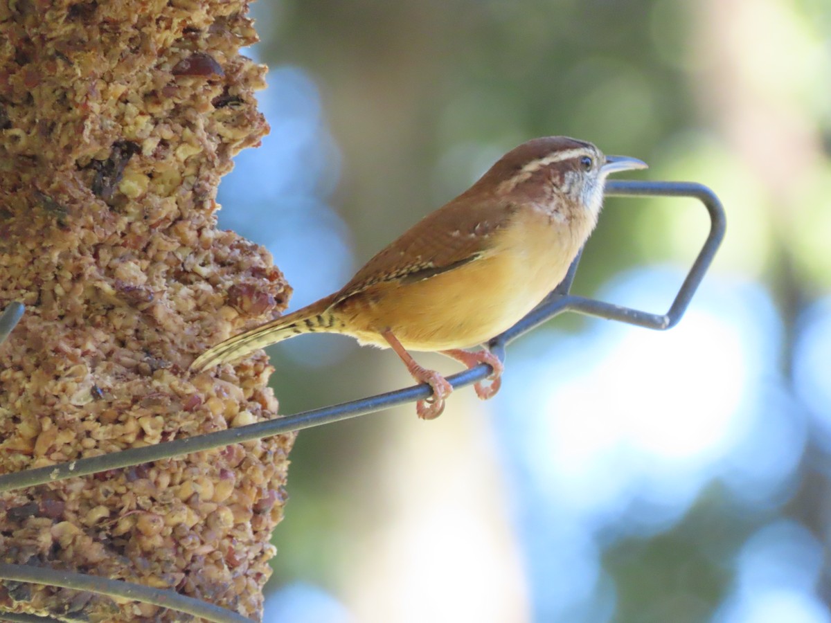 Carolina Wren - ML644674221