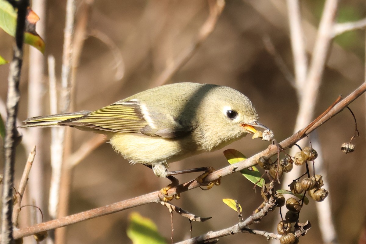 Ruby-crowned Kinglet - ML644674236