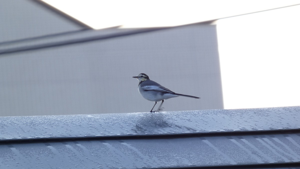 konipas bílý - ML644674252