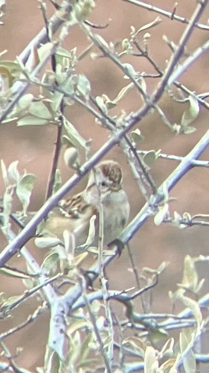 American Tree Sparrow - ML644674266