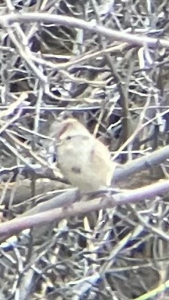 American Tree Sparrow - ML644674267