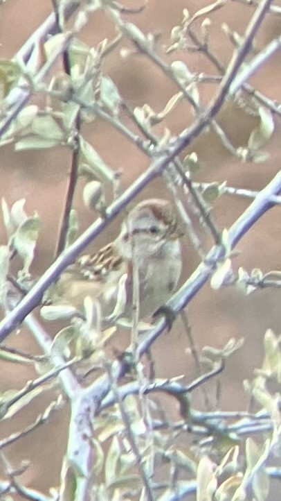 American Tree Sparrow - ML644674268