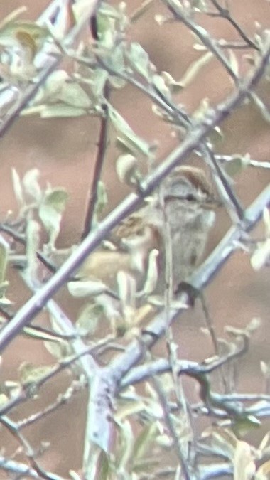 American Tree Sparrow - ML644674269