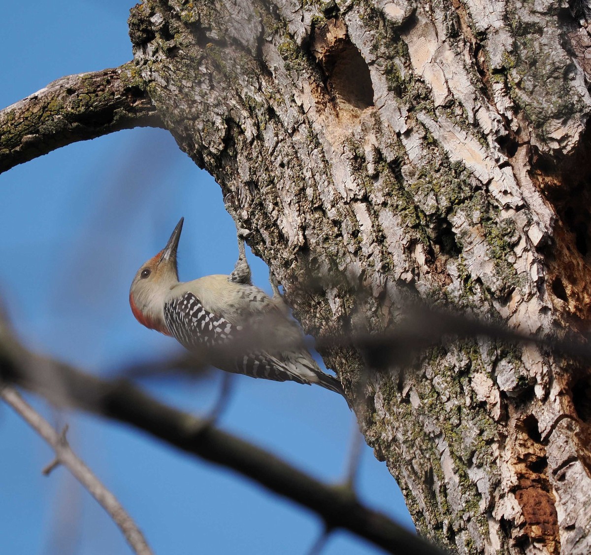 Red-bellied Woodpecker - ML644674278