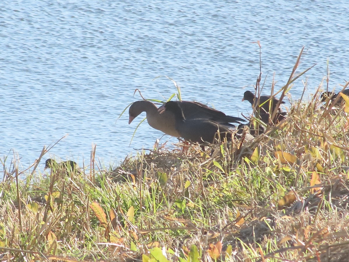 אווז קטן - ML644674282