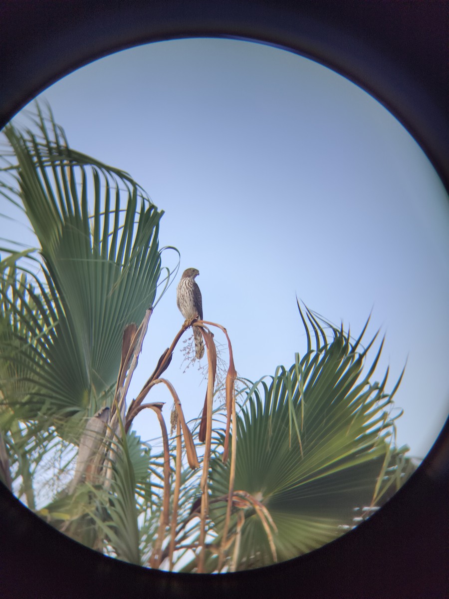 Cooper's Hawk - ML644674284