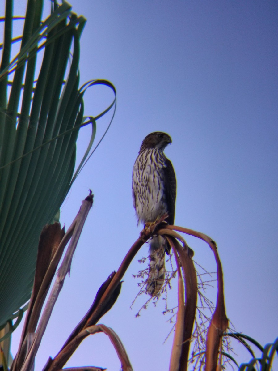 Cooper's Hawk - ML644674285