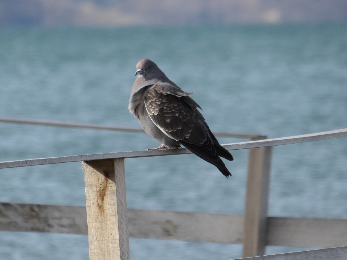Pigeon tigré - ML644674310