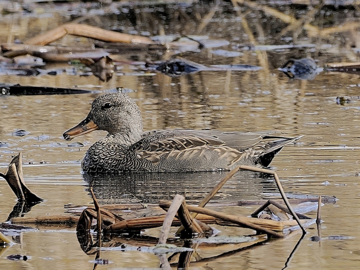 オカヨシガモ - ML644674315