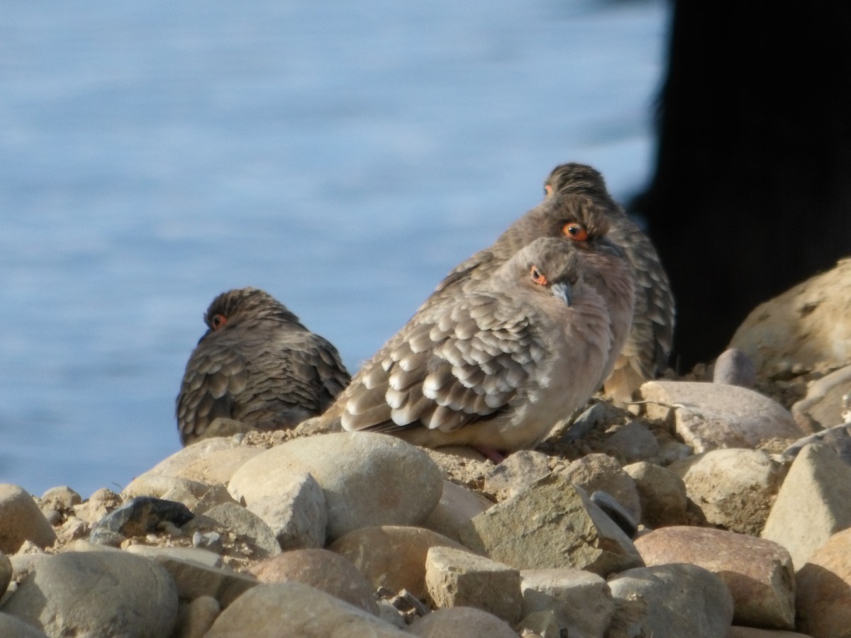 Colombe de Cécile - ML644674318