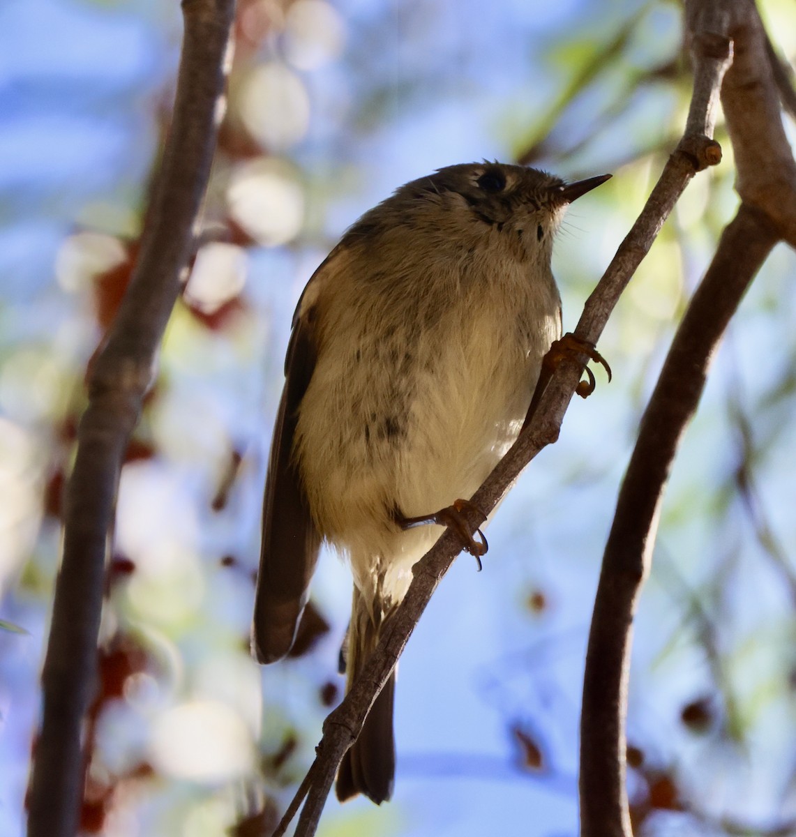 Ruby-crowned Kinglet - ML644674331