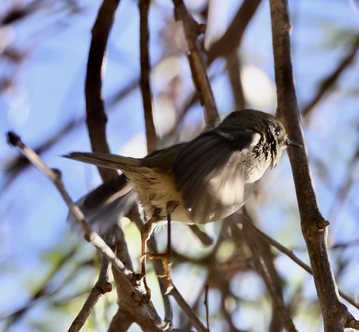 Ruby-crowned Kinglet - ML644674332