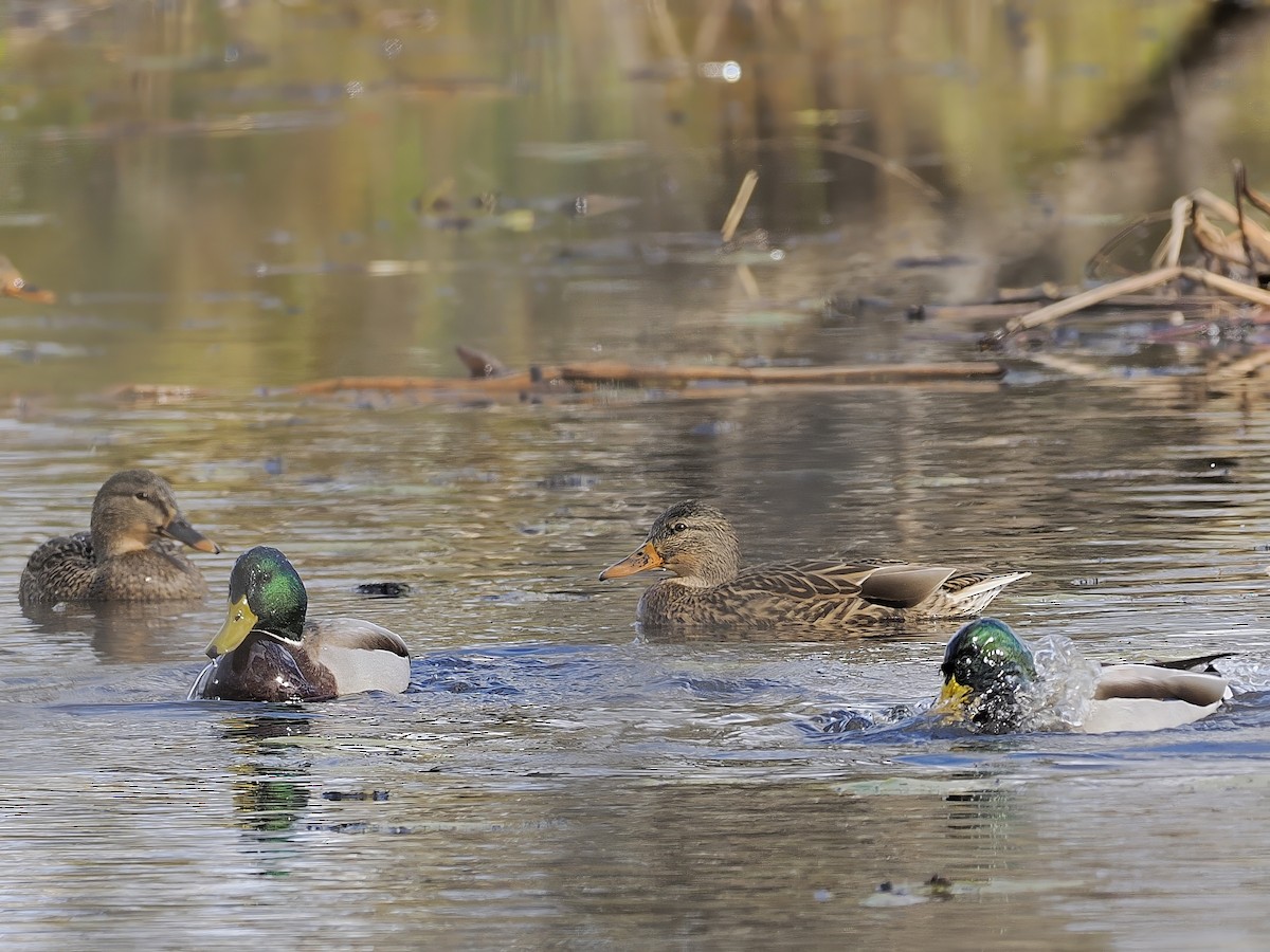 マガモ - ML644674333