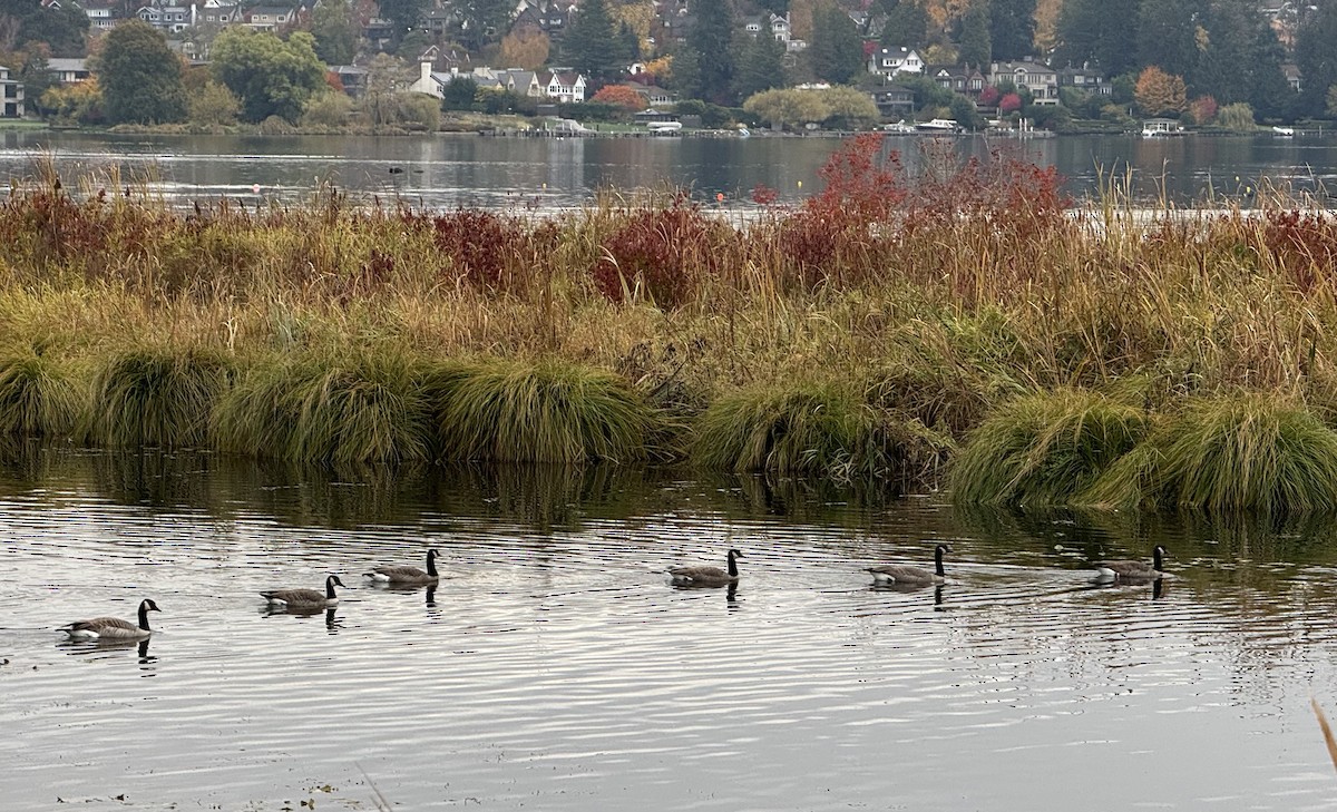 ברנטה קנדית - ML644674340