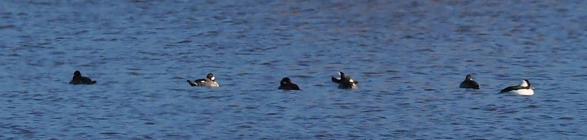 Гоголь-головастик - ML644674341