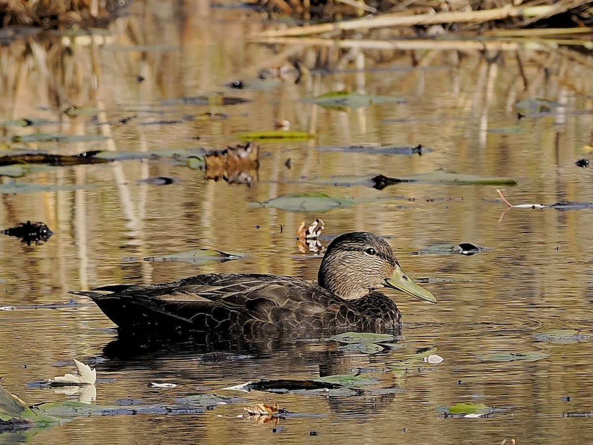 アメリカガモ - ML644674343