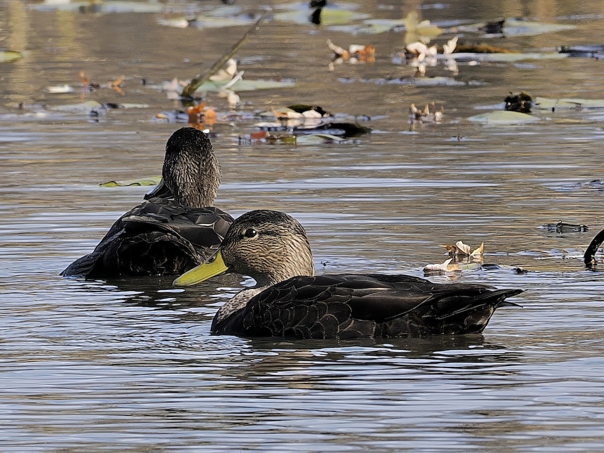 アメリカガモ - ML644674344