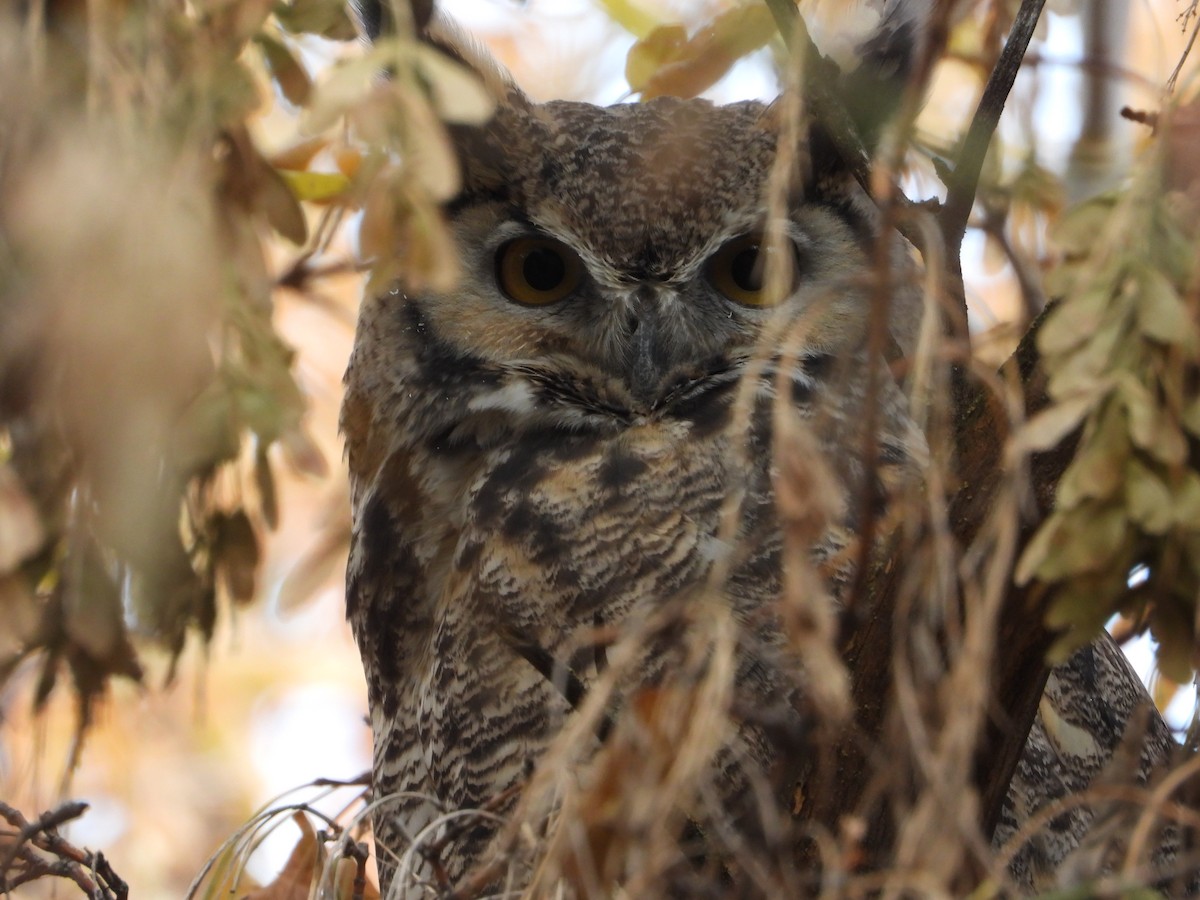 Great Horned Owl - ML644674347