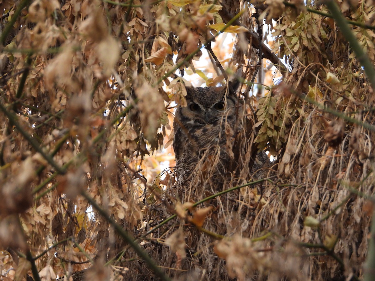 Great Horned Owl - ML644674348