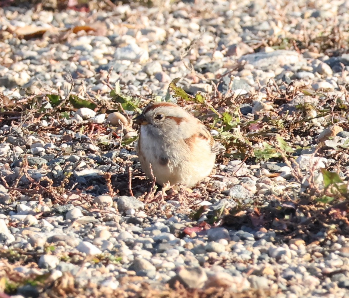 American Tree Sparrow - ML644674351