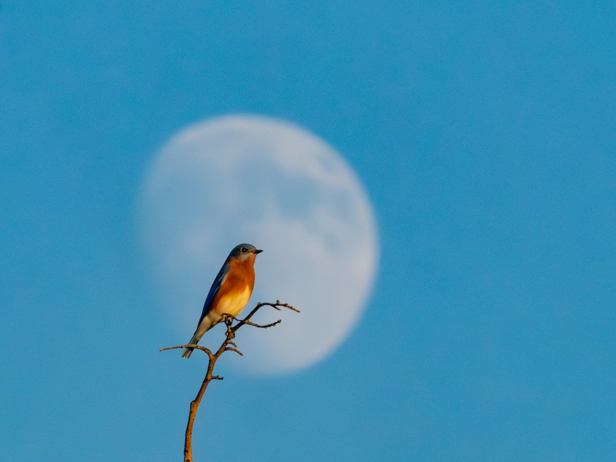 Eastern Bluebird - ML644674352