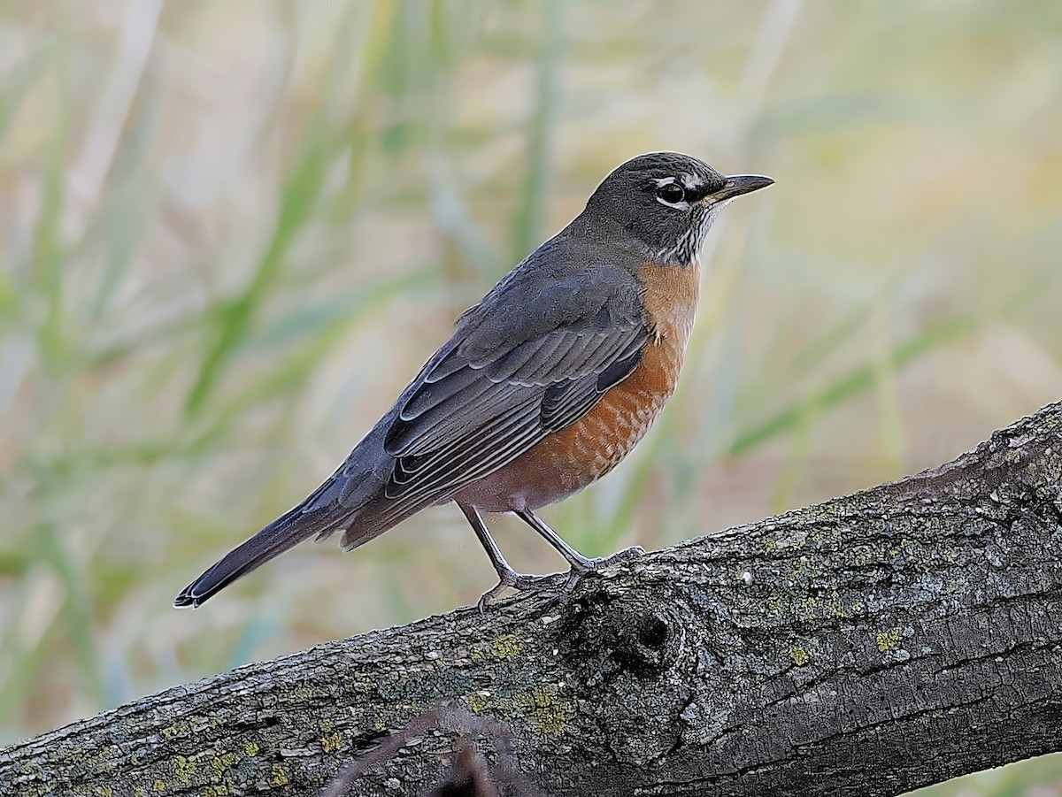 コマツグミ - ML644674357