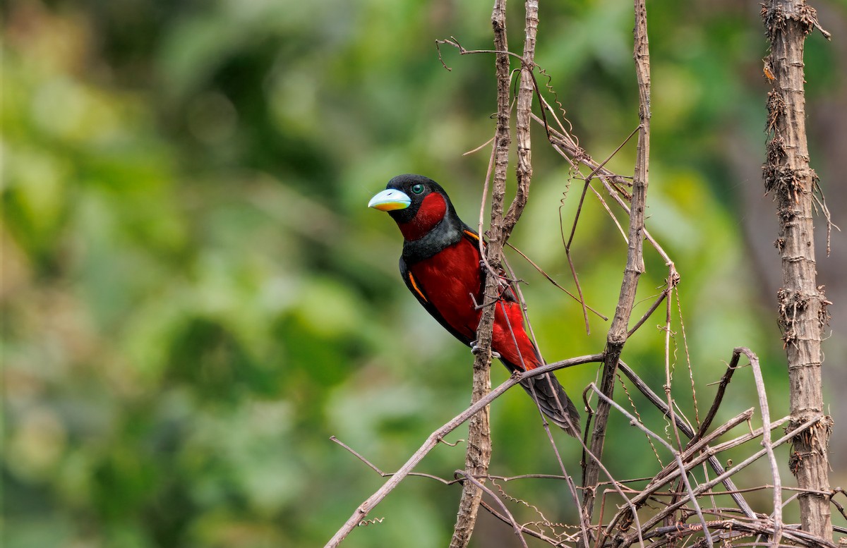 Black-and-red Broadbill (Black-and-red) - ML644674362