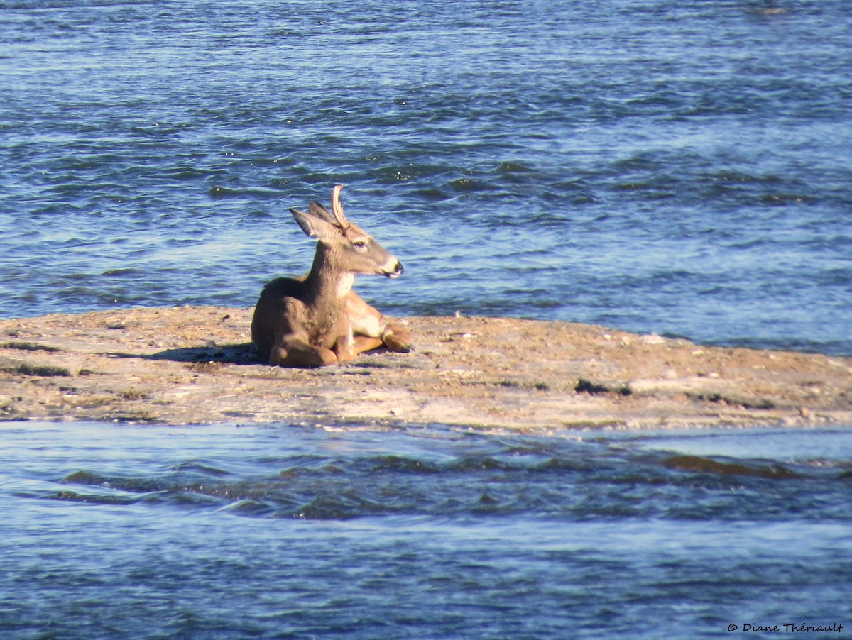 White-tailed Deer - ML644674364
