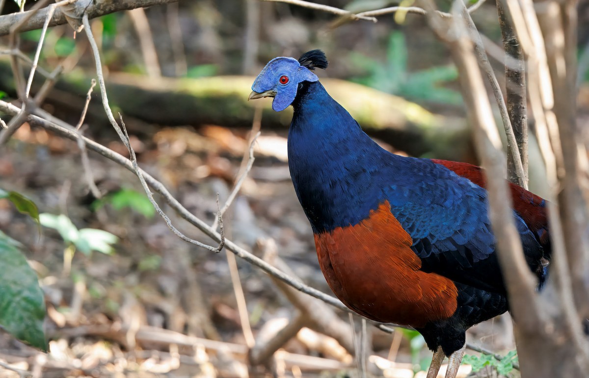 Bornean Crested Fireback - ML644674367