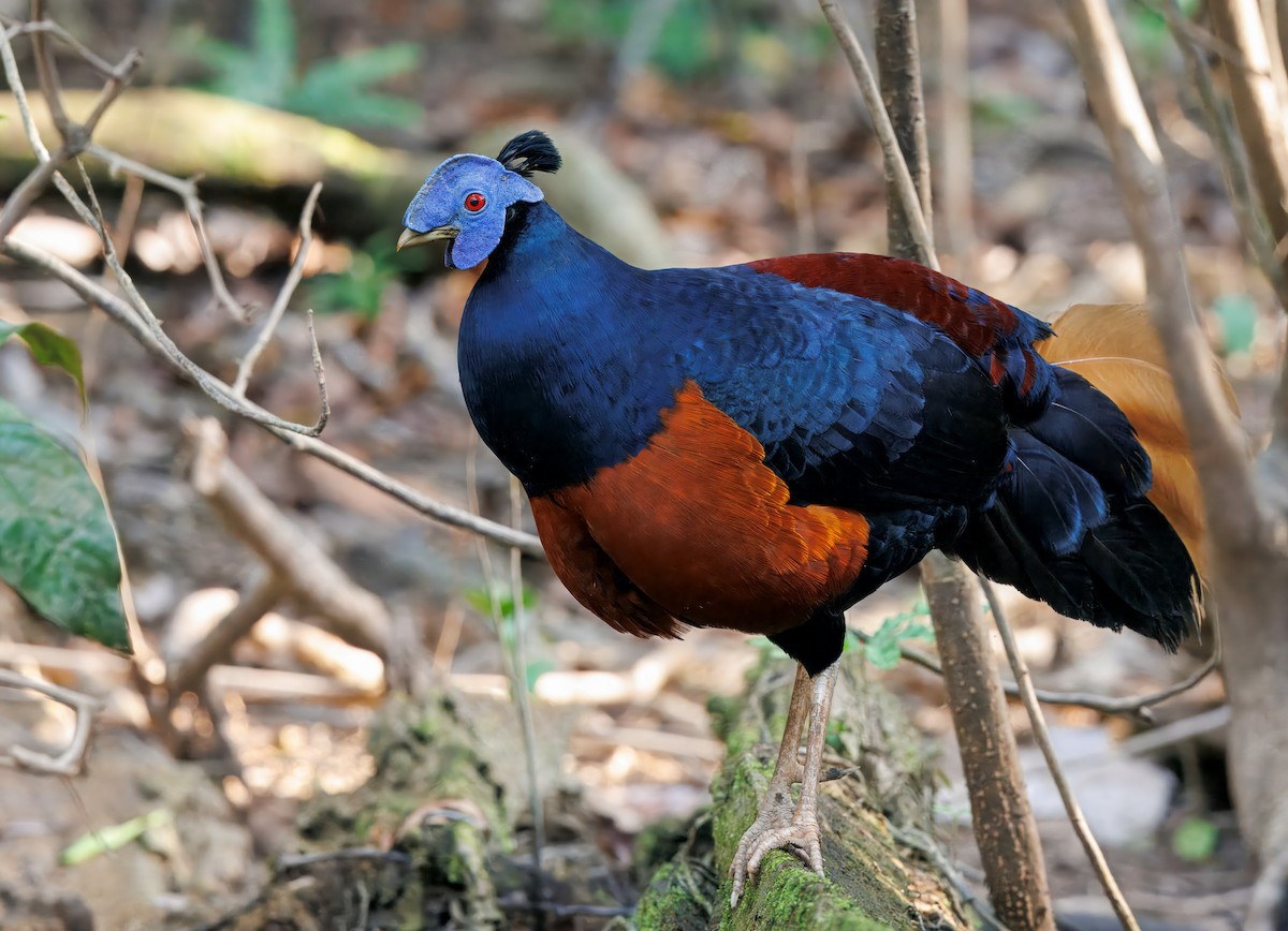 Bornean Crested Fireback - ML644674369