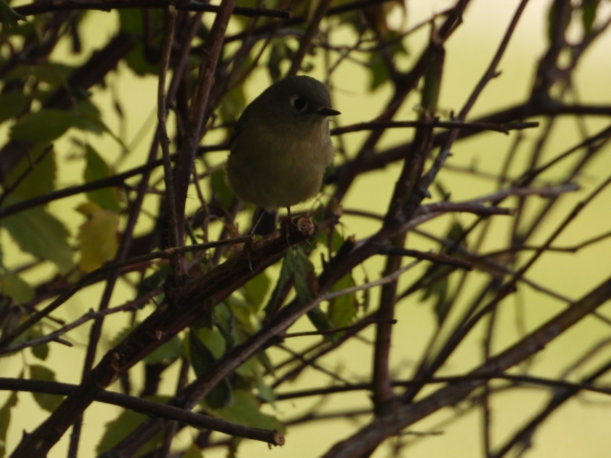 Ruby-crowned Kinglet - ML644674370
