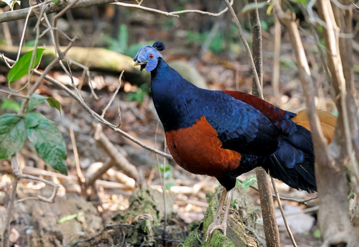 Bornean Crested Fireback - ML644674371